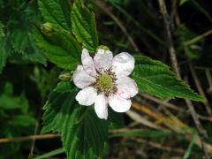 Ostružiník křovitý (Rubus fruticosus L. agg.) - osmičetný květ (7)
