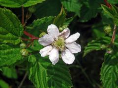 Ostružiník křovitý (Rubus fruticosus L. agg.) - osmičetný květ (8)