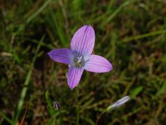 Zvonek rozkladitý (Campanula patula L.) - čtyřčetný květ (13)