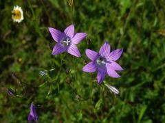 Zvonek rozkladitý (Campanula patula L.) - sedmičetný květ (3a)