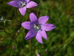 Zvonek rozkladitý (Campanula patula L.) - sedmičetný květ (3b)