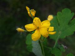 Vlaštovičník větší (Chelidonium majus L.) - pětičetný květ (8)