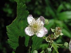 Ostružiník ježiník (Rubus caesius L.) - čtyřčetný květ (9)