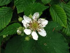 Ostružiník křovitý (Rubus fruticosus L. agg.) - osmičetný květ (9)