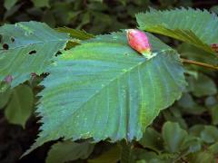 Hálky vlnatky hřebínkové (Colopha compressa)
