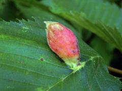 Hálky vlnatky hřebínkové (Colopha compressa)