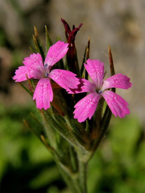Hvozdík svazčitý (Dianthus armeria L.)