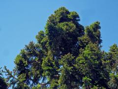 Čarověník na smrku ztepilém (Picea abies (L.) Karsten) (11b)