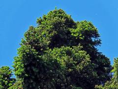 Čarověník na smrku ztepilém (Picea abies (L.) Karsten) (11c)