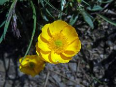 Pryskyřník pahorský (Ranunculus pseudomontanus Schur), desetičetný květ (4)