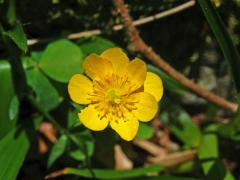 Pryskyřník pahorský (Ranunculus pseudomontanus Schur), osmičetný květ (8)