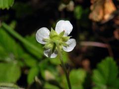 Jahodník obecný (Fragaria vesca L.), čtyřčetný květ (13b)