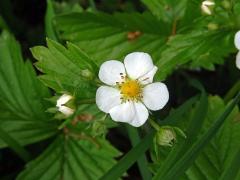 Jahodník obecný (Fragaria vesca L.), sedmičetný květ (4)