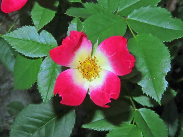 Růže (Rosa), čtyřčetný květ