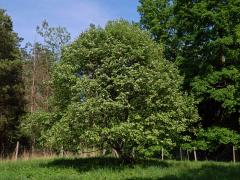 Jeřáb manětínský (Sorbus rhodanthera Kovanda)