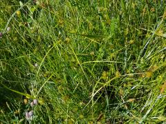 Ostřice šáchorovitá (Carex bohemica Schreb.)