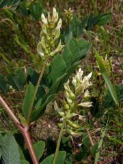 Kozinec sladkolistý (Astragalus glyciphyllos L.)