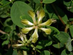 Kozinec sladkolistý (Astragalus glyciphyllos L.)