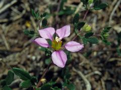 Podlák (Fagonia albiflora A. Chev.)