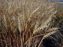 Pšenice setá (Triticum aestivum L.)