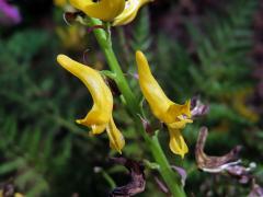Dymnivka (Corydalis flexuosa Franch.)