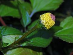 Plamatka zelná (Acmella oleracea (L.) RK Jansen)
