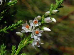 Atypická barva květů vřesu obecného (Calluna vulgaris (L.) Hull) (1d)