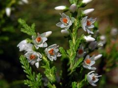 Atypická barva květů vřesu obecného (Calluna vulgaris (L.) Hull) (1e)