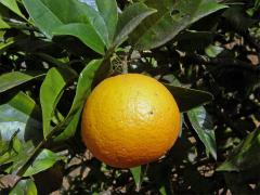 Pomerančovník pravý (Citrus x sinensis (L.) Osbeck)