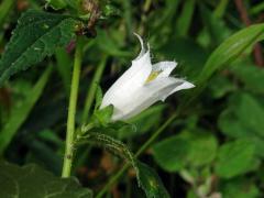 Zvonek kopřivolistý (Campanula trachelium L.) s bílými květy (5a)