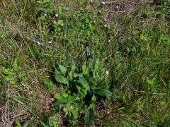 Škarda velkoúborná (Crepis conyzifolia (Gouan) Dalla Torre)