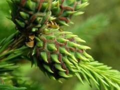 Hálky korovnice smrkové (Sacchiphantes abietis)