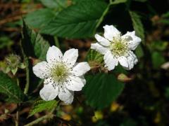 Ostružiník ježiník (Rubus caesius L.) - vícečetné květy (5)