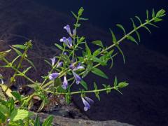Šišák vroubkovaný (Scutellaria gelericulata L.)