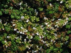 Ožanka pyrenejská (Teucrium pyrenaicum L.)