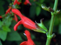Šalvěj (Salvia miniata Fernald)