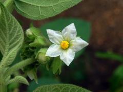 Lilek (Solanum abutiloides (Griseb.) Bitter)