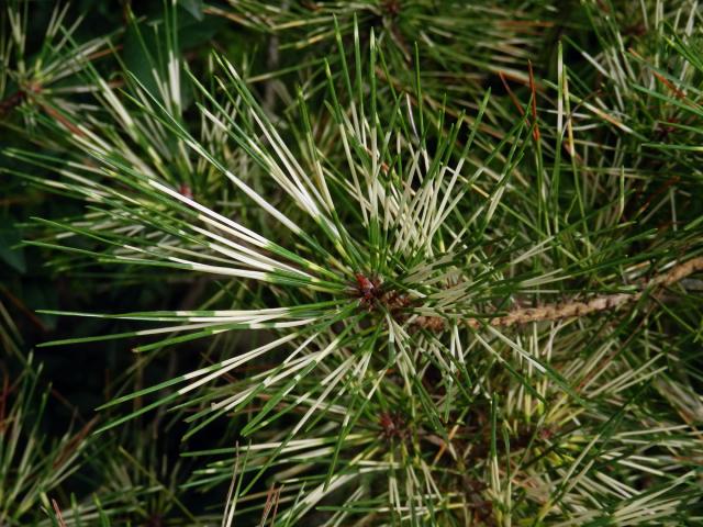 Borovice Banksova (Pinus banksiana Lamb.) s panašovanými jehlicemi