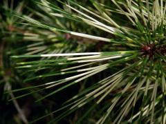 Borovice Banksova (Pinus banksiana Lamb.) s panašovanými jehlicemi