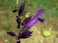 Šalvěj (Salvia glabrescens Makino)