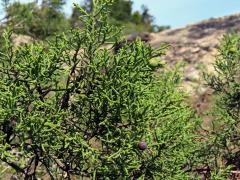 Jalovec fénický (Juniperus phoenicea L.)