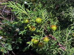 Jalovec fénický (Juniperus phoenicea L.)
