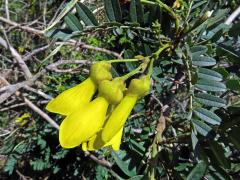 Jerlín (Sophora macrocarpa Sm.)
