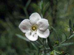 Gomphostigma virgatum (L. f.) Baill., pětičetný květ (2)