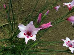 Mečík (Gladiolus carneus D. Delaroche)   