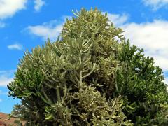 Pryšec (Euphorbia lactea Haw.)