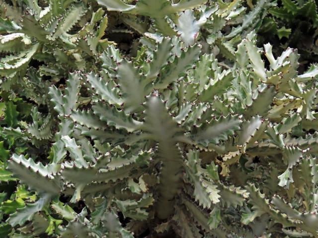 Pryšec (Euphorbia lactea Haw.)
