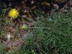 Chrpa skalní (Centaurea rupestris L.)