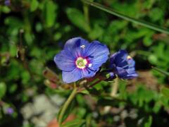Rozrazil keříčkatý (Veronica fructicans Jacq.), pětičetný květ (4)