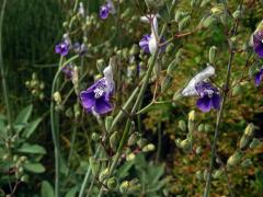 Šalvěj (Salvia candelabrum Boiss.)   